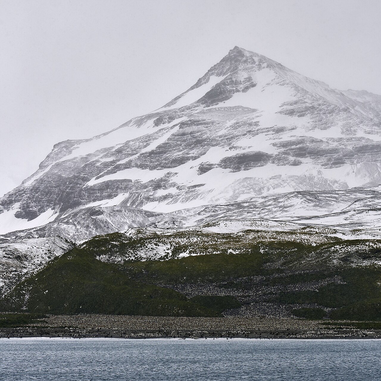 King penguin colony, South Georgia