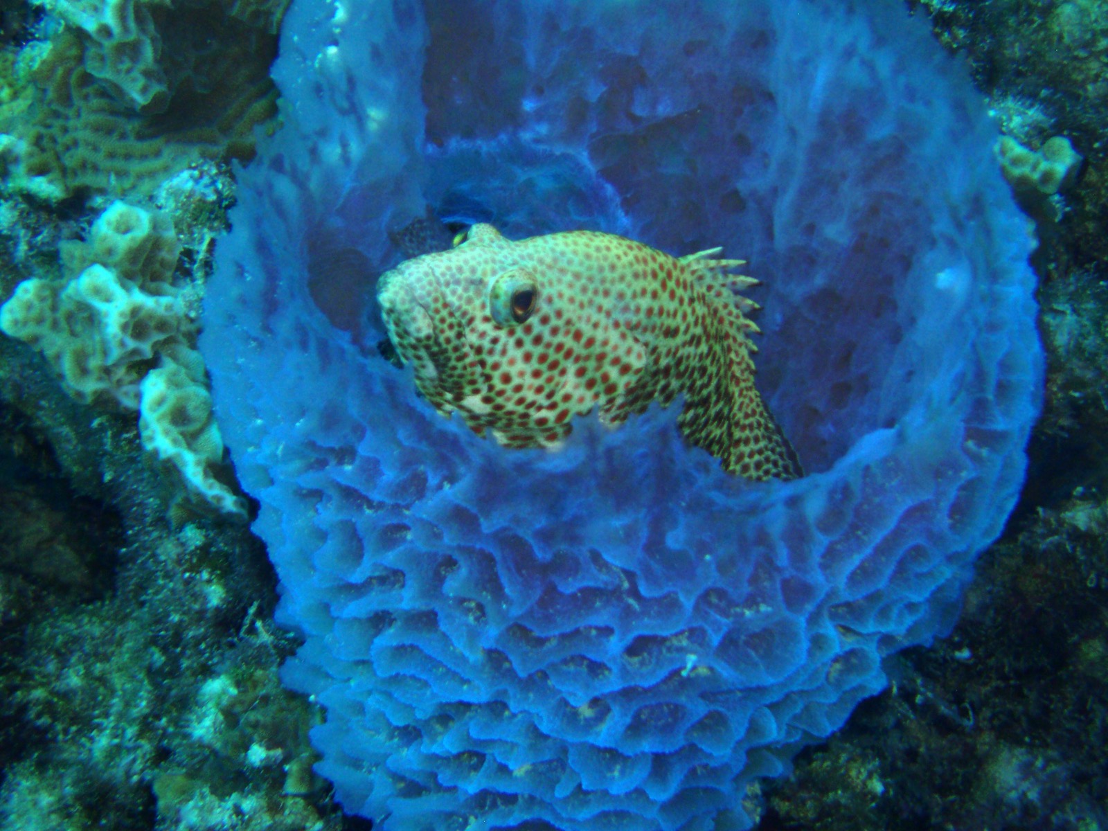 Reef life off Bonaire