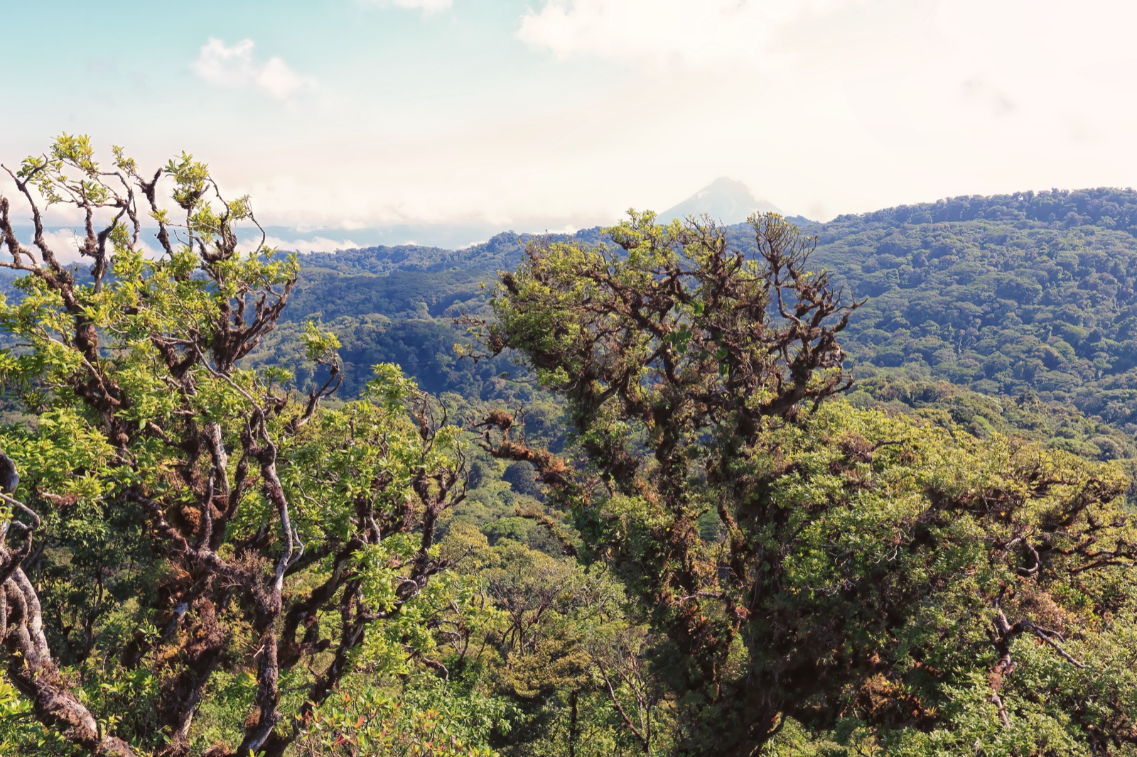 Costa Rica cloud forest